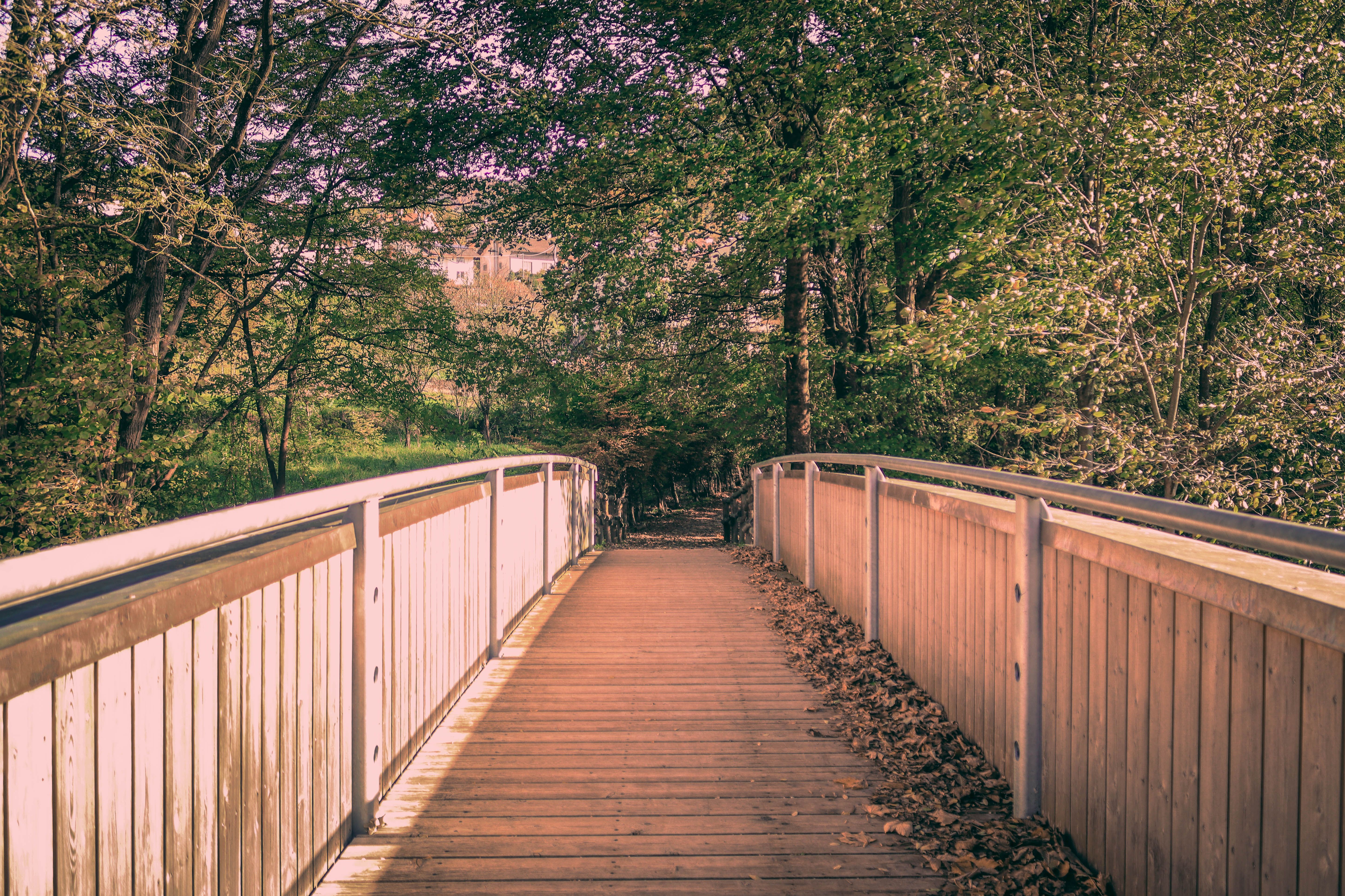 Serene Wooden Bridge in Autumn Forest · Free Stock Photo