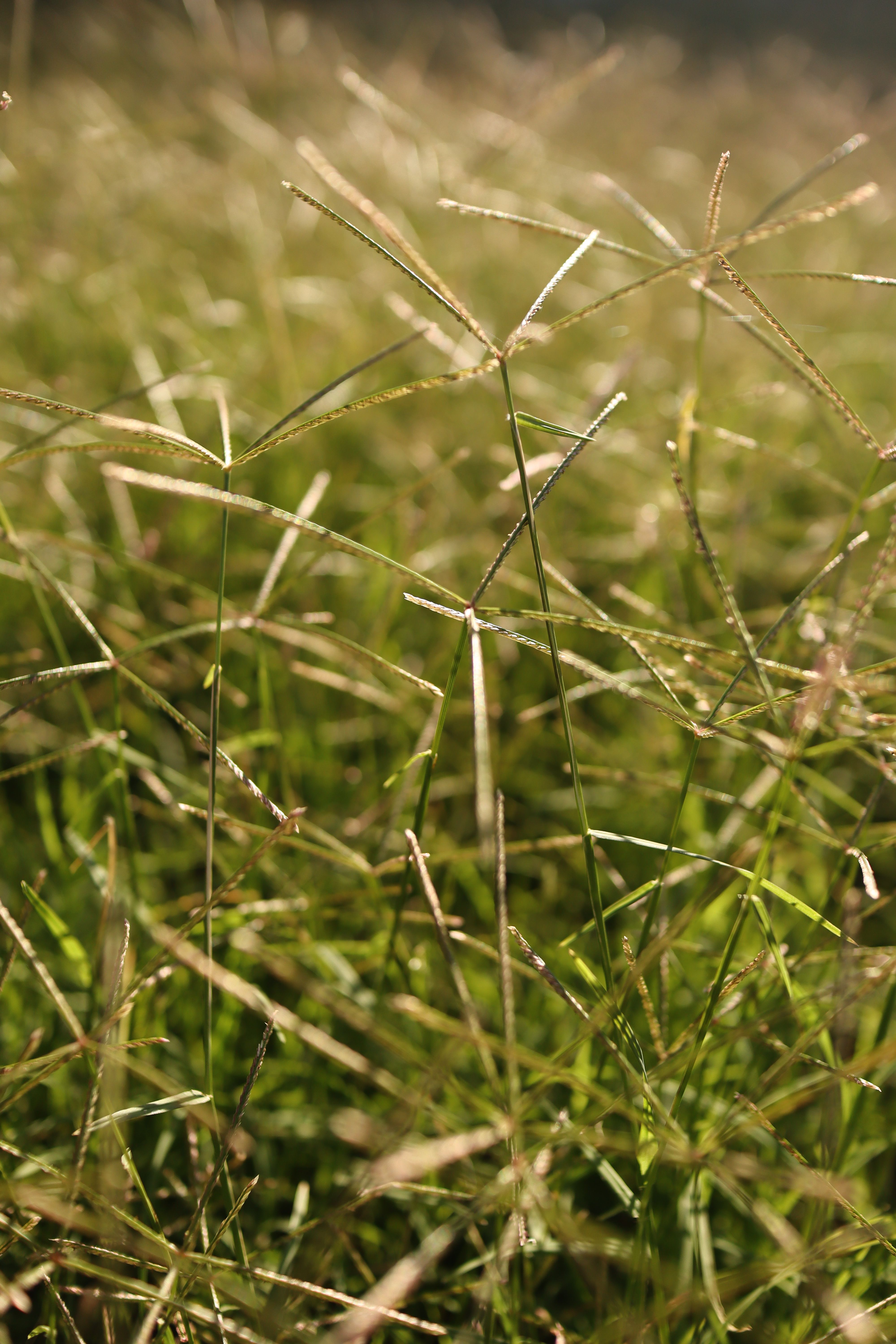 Close-up of Green Grass in Sunlight · Free Stock Photo