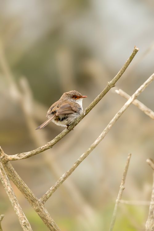 Free A beautiful Splendid Fairywren sits perched on a branch at Culburra Beach, showcasing nature's elegance. Stock Photo