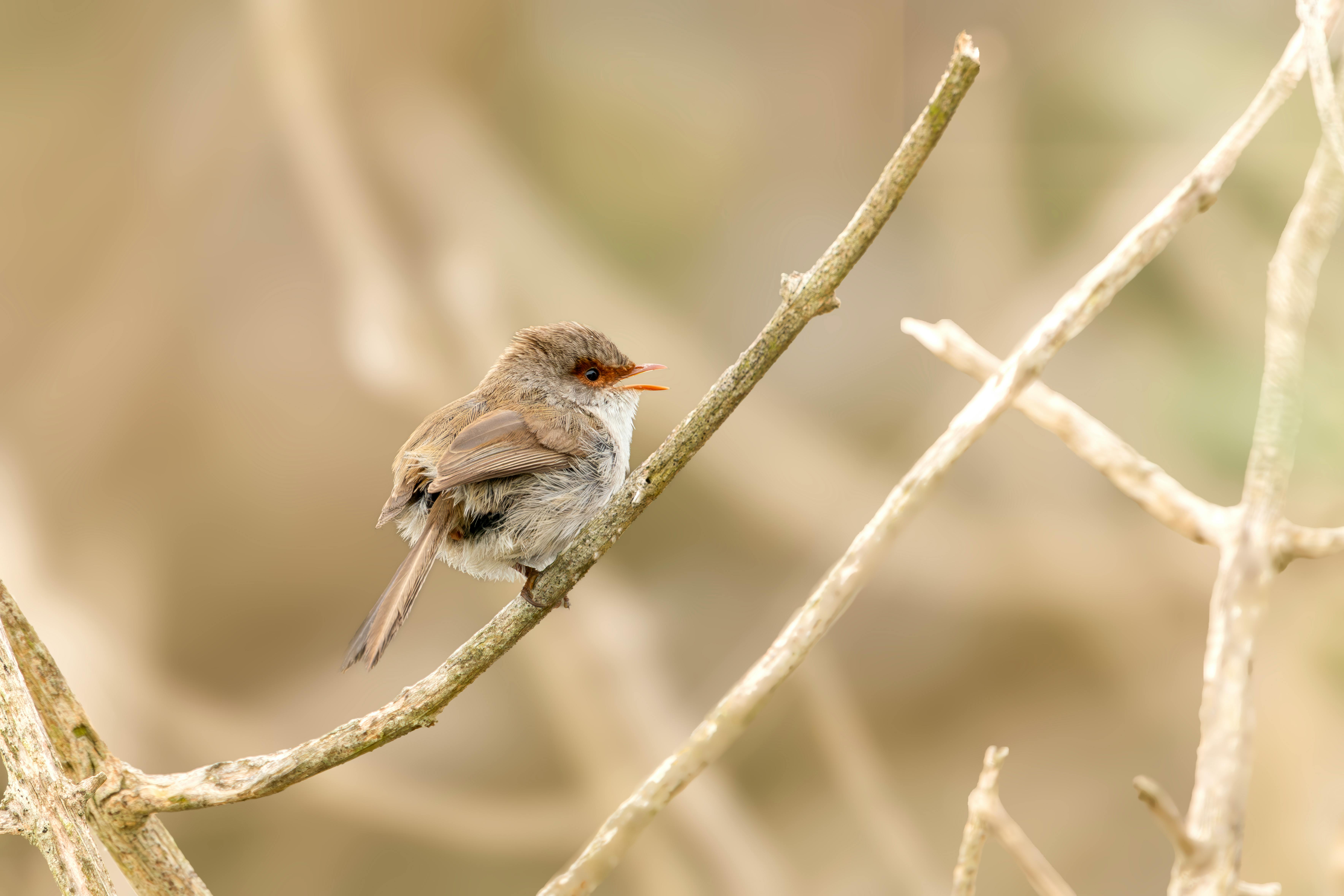 Video Of Small Photos Download The BEST Free Video Of Small Stock