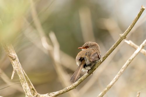 Free Close-up of a Superb Fairywren perched on a branch in natural surroundings at Culburra Beach, Australia. Stock Photo