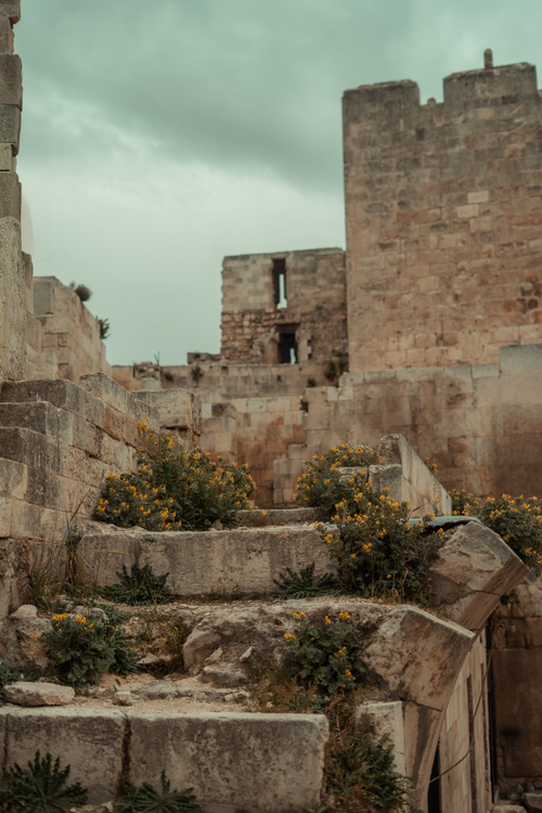 Free Explore the historic ruins of Aleppo Citadel, showcasing ancient architecture with blooming wildflowers. Stock Photo
