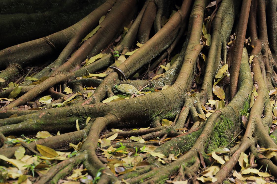 Close-up of Intertwined Tree Roots in Forest · Free Stock Photo