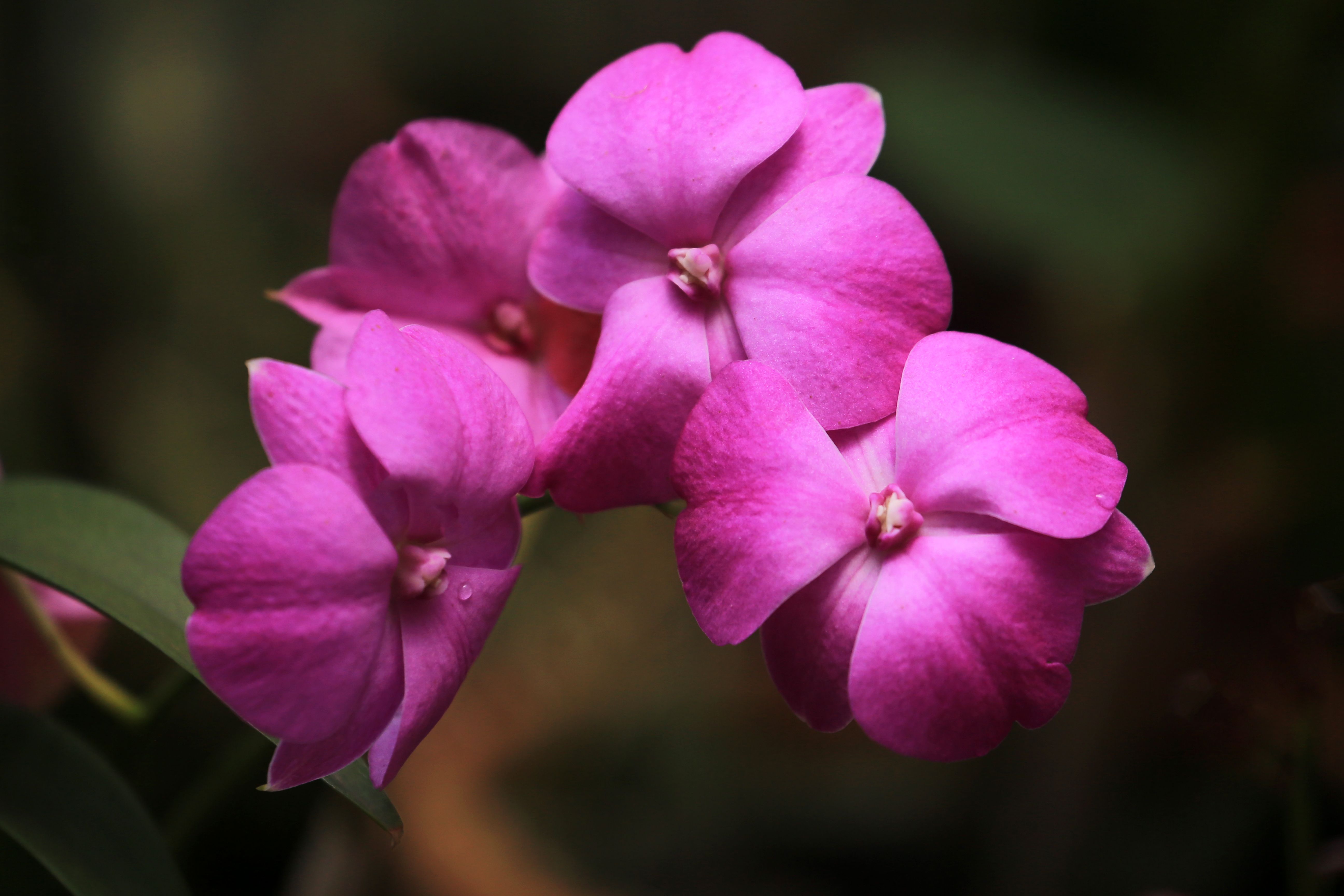 A detailed shot of pink Impatiens walleriana flowers with lush green leaves.
