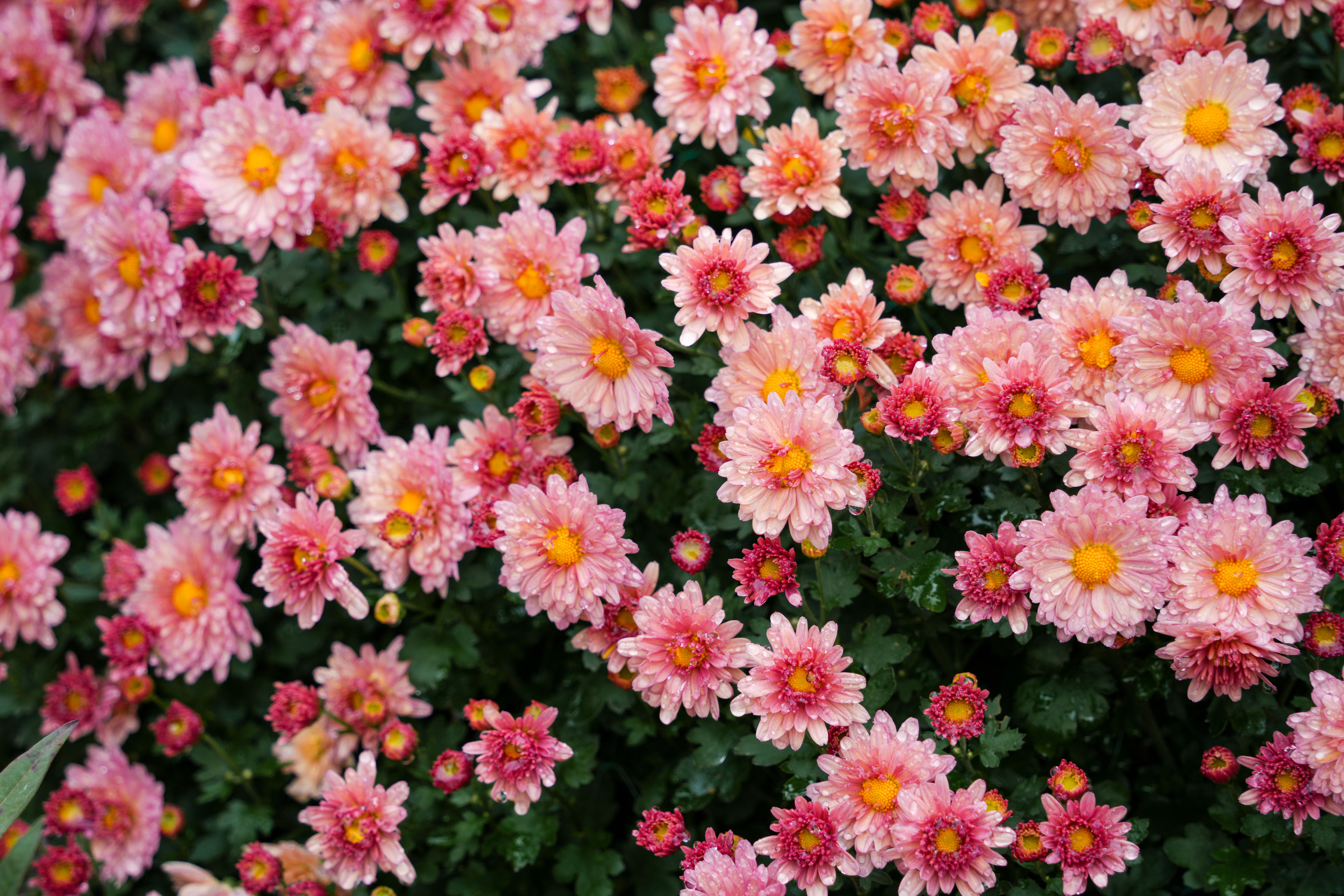 Chrysanthemum