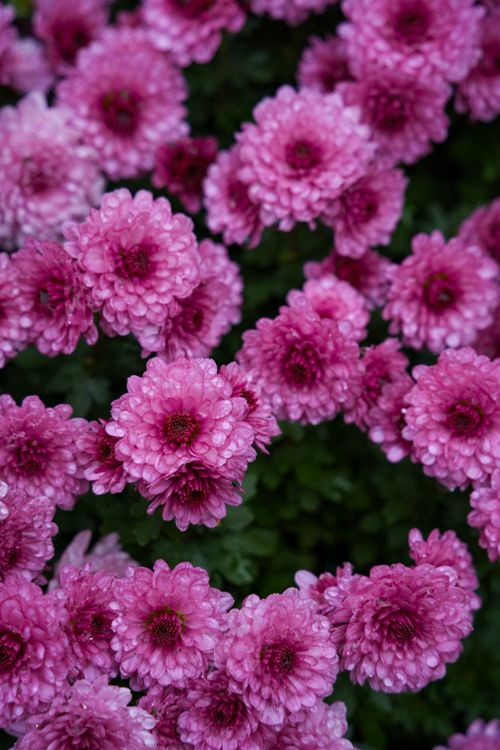 Free Close-up view of vibrant pink chrysanthemums in full bloom, showcasing natural beauty. Stock Photo