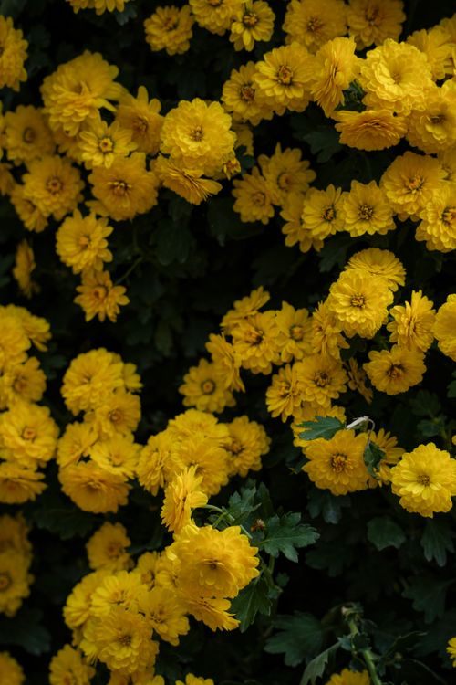 Free Beautiful yellow chrysanthemums in full bloom, creating a vibrant floral display. Stock Photo