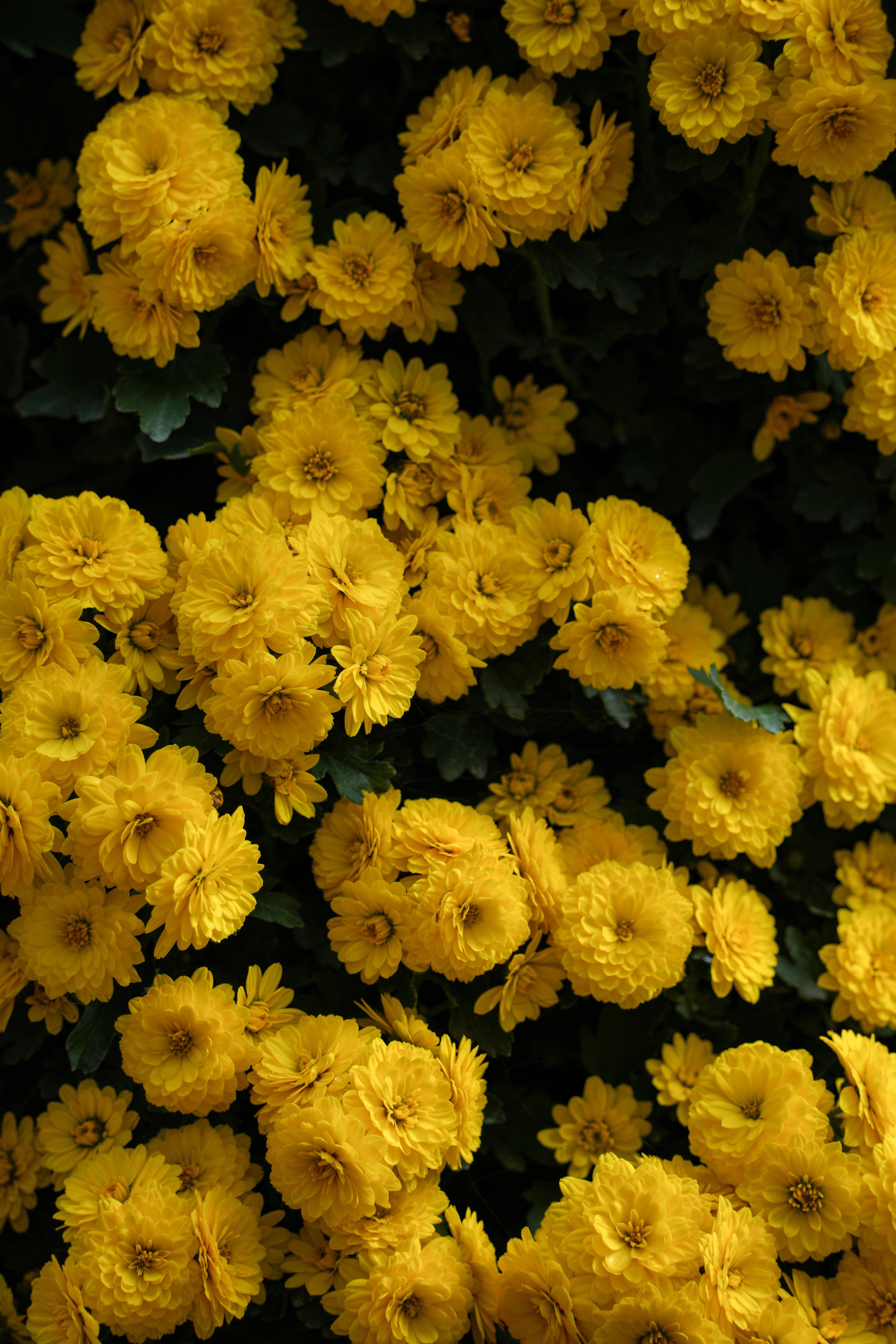 A cluster of bright yellow chrysanthemums in full bloom, showcasing nature's beauty.