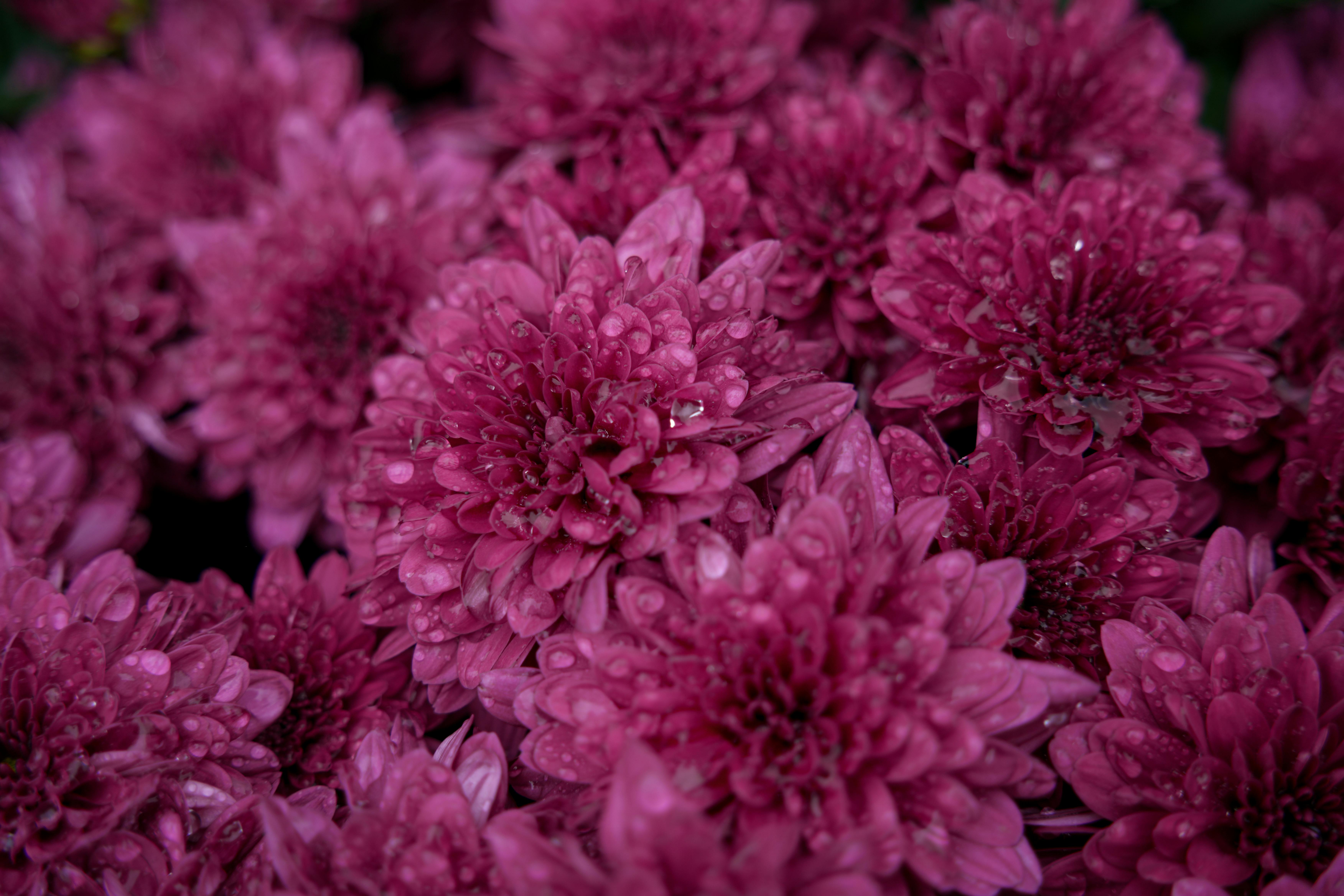 [ColoSach]-close-up-of-vibrant-pink-chrysanthemum-blooms-with-dew-drops,-showcasing-natural-beauty-and-detail.