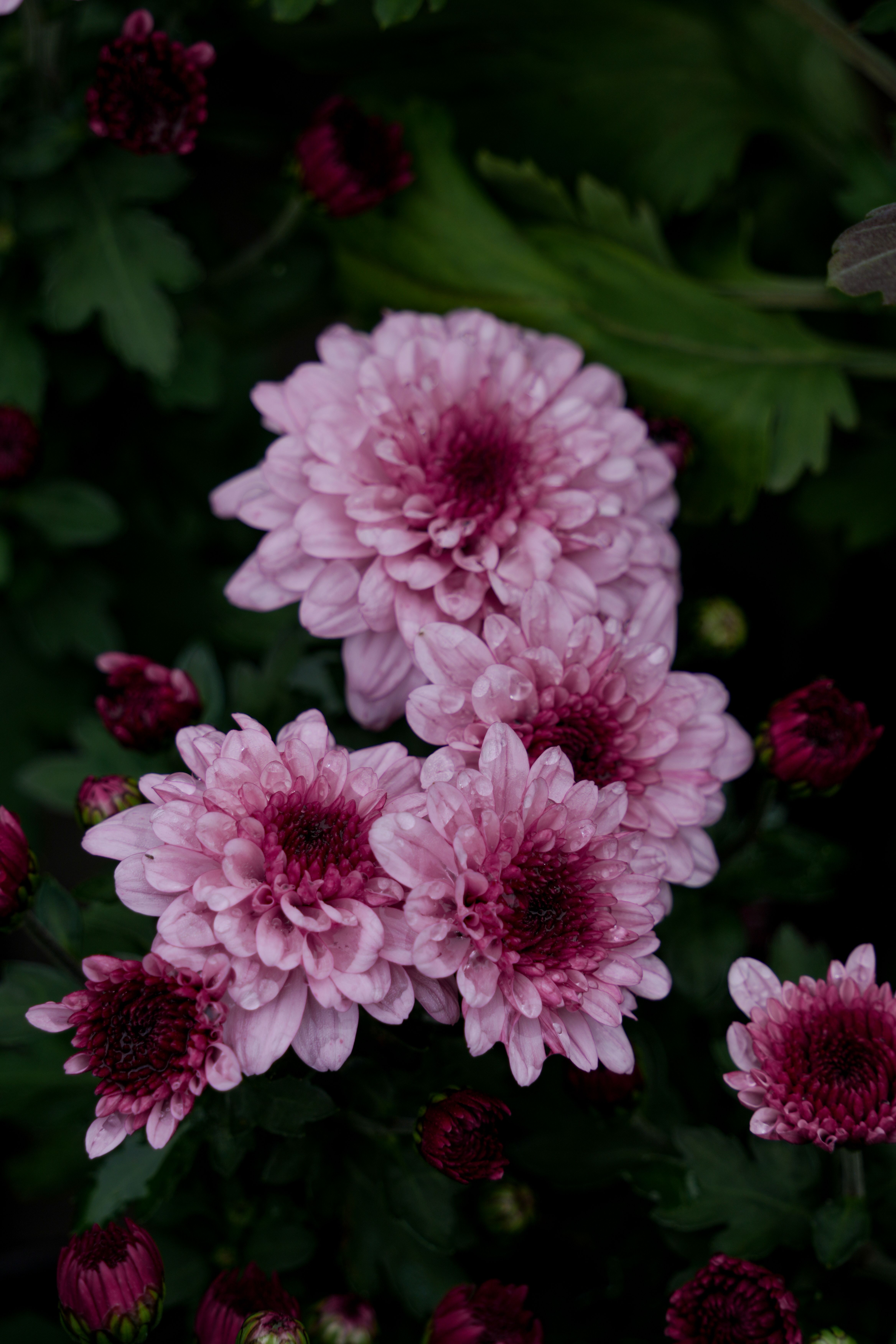 [ColoSach]-vibrant-pink-chrysanthemums-blooming-in-lush-greenery,-showcasing-nature's-elegance.