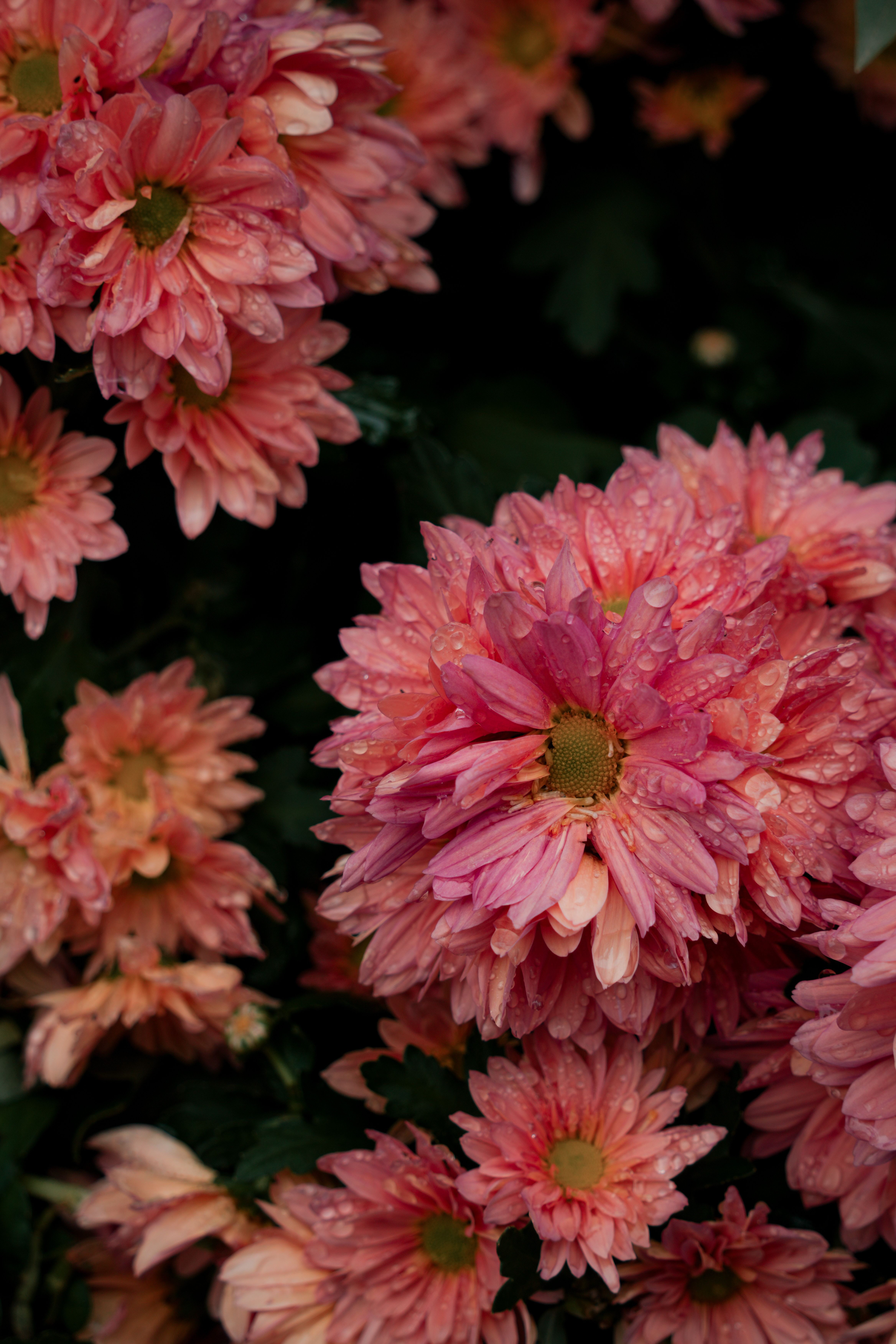 [ColoSach]-close-up-of-vibrant-pink-chrysanthemums-with-water-droplets,-showcasing-nature's-beauty.