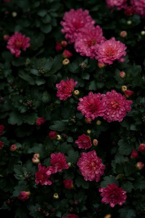 Free Dark green foliage with vibrant pink chrysanthemums in full bloom outdoors. Stock Photo
