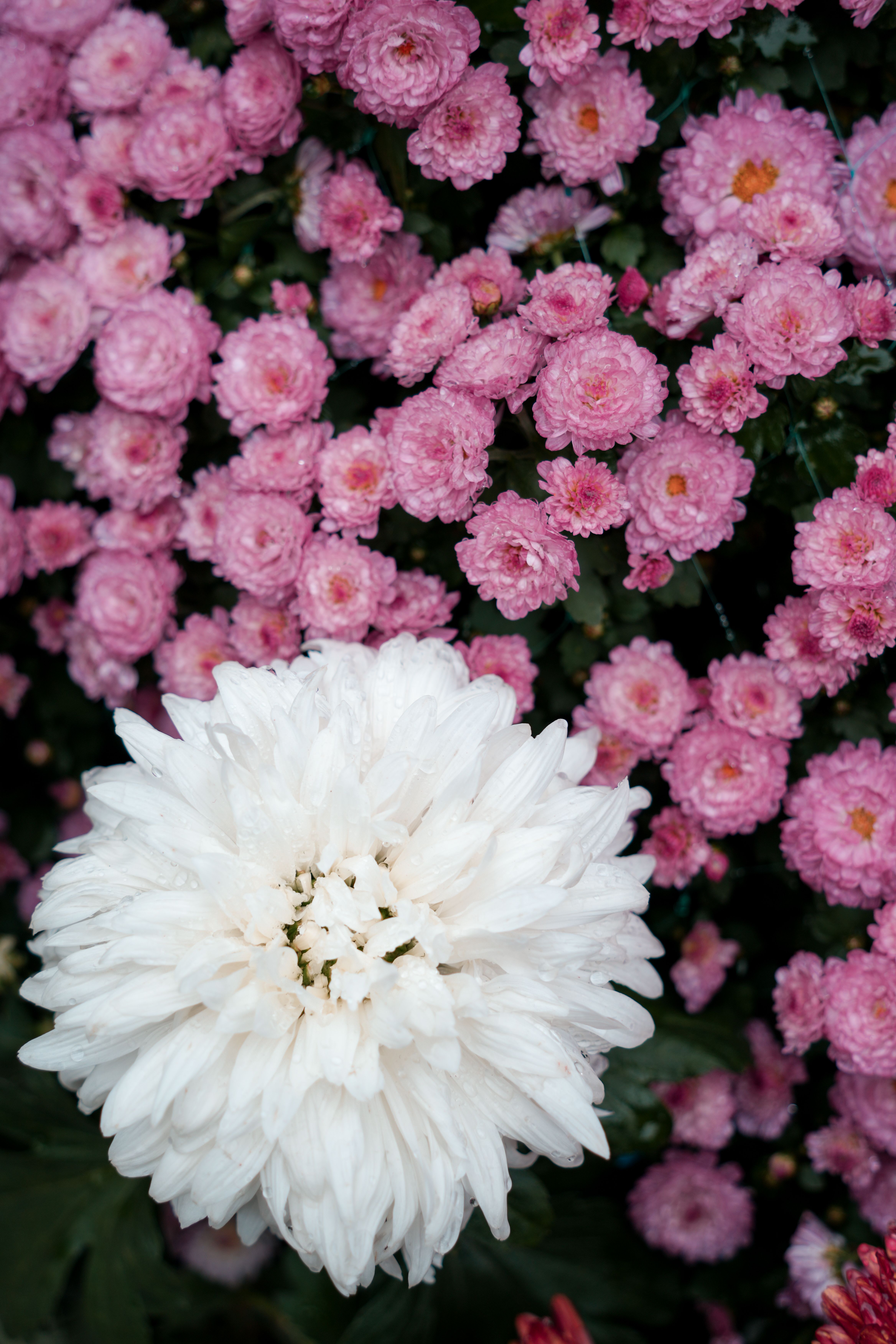 [ColoSach]-white-and-pink-chrysanthemums-in-full-bloom-with-lush-green-foliage,-showcasing-nature's-beauty.