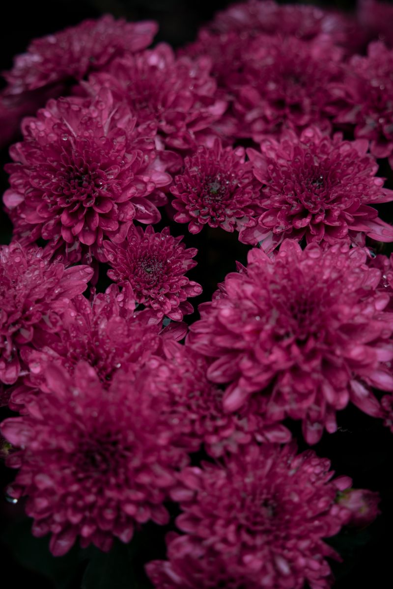 Close-up of vibrant pink chrysanthemums in full bloom, perfect for floral backgrounds.