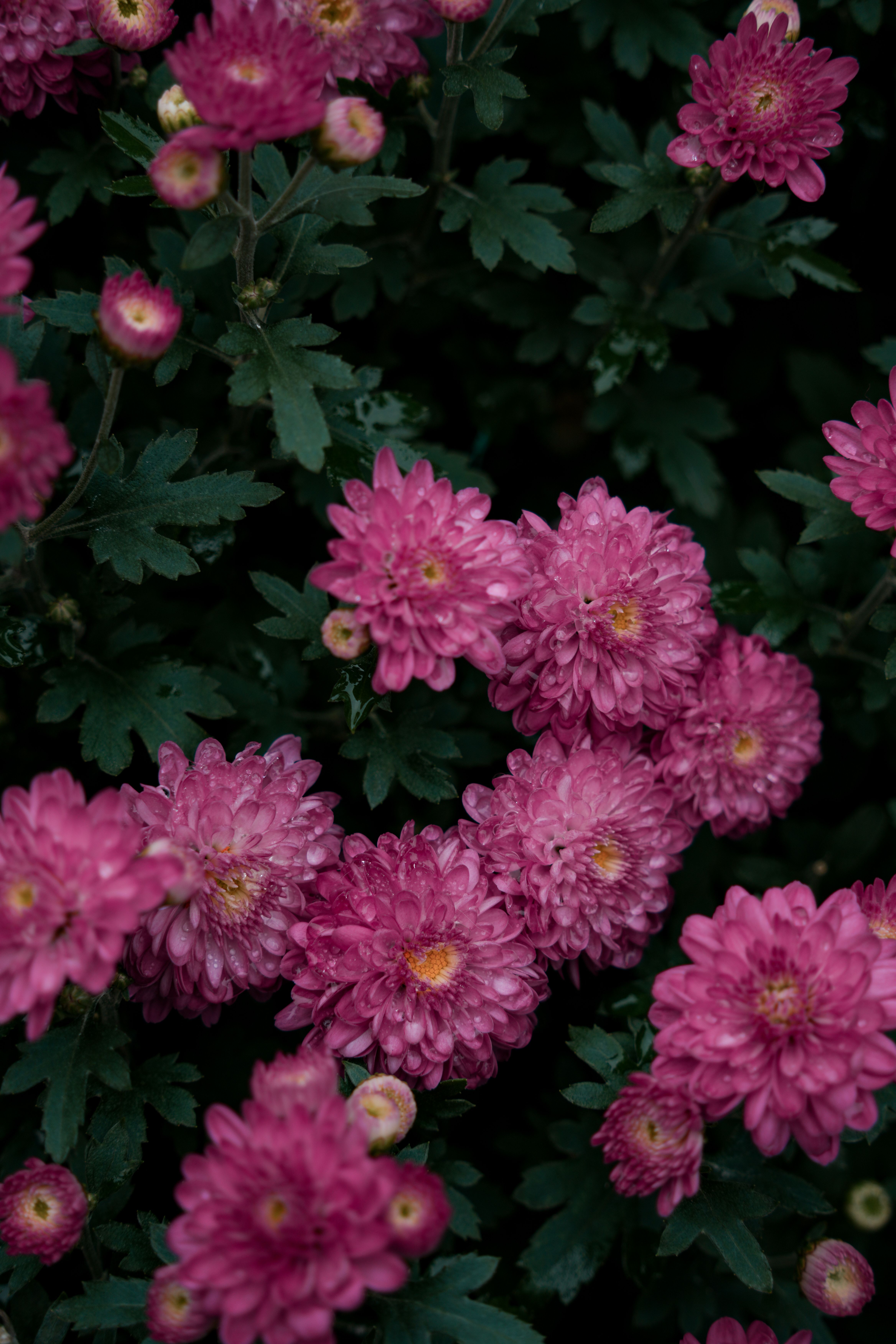 [ColoSach]-close-up-of-vibrant-pink-chrysanthemums-in-full-bloom-amidst-lush-green-foliage.