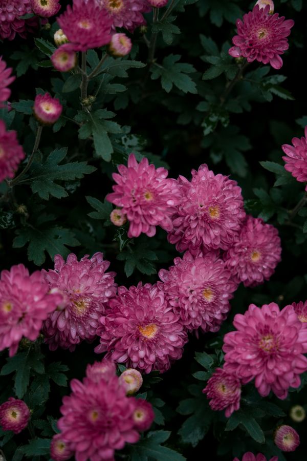 Pink chrysanthemums in full bloom with green foliage