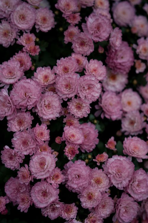 Free Captivating close-up of vibrant pink chrysanthemums in full bloom. Stock Photo