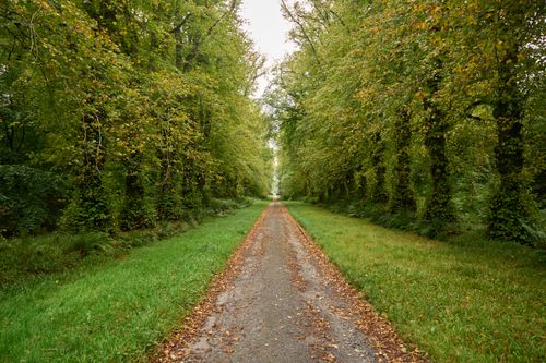 Free Discover a tranquil tree-lined path in a lush green forest during summer. Perfect for nature lovers. Stock Photo