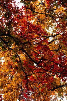 Colorful autumn leaves in red and yellow capture the essence of fall's beauty.