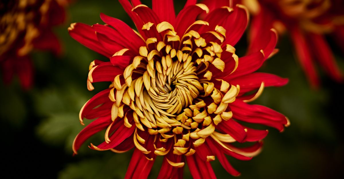 Chrysanthème : Guide Culture et Variétés 2026