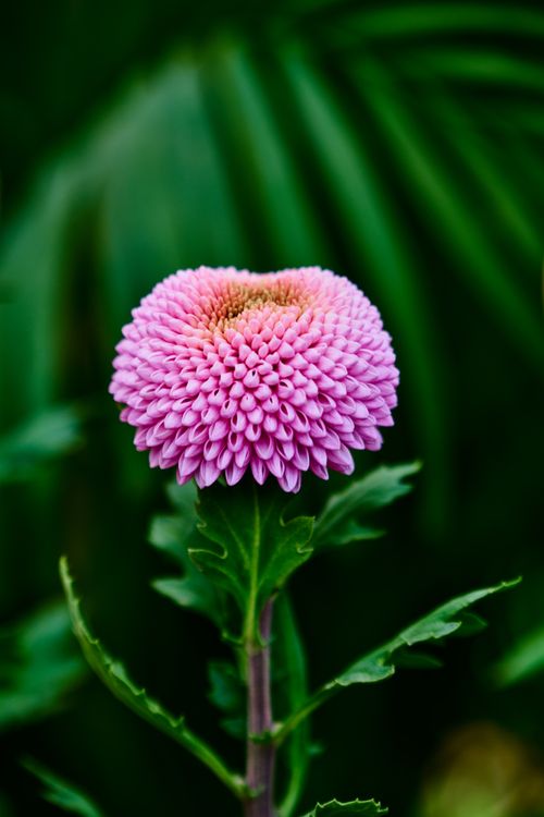 Free A stunning close-up of a vibrant pink dahlia flower in full bloom with lush green leaves. Stock Photo