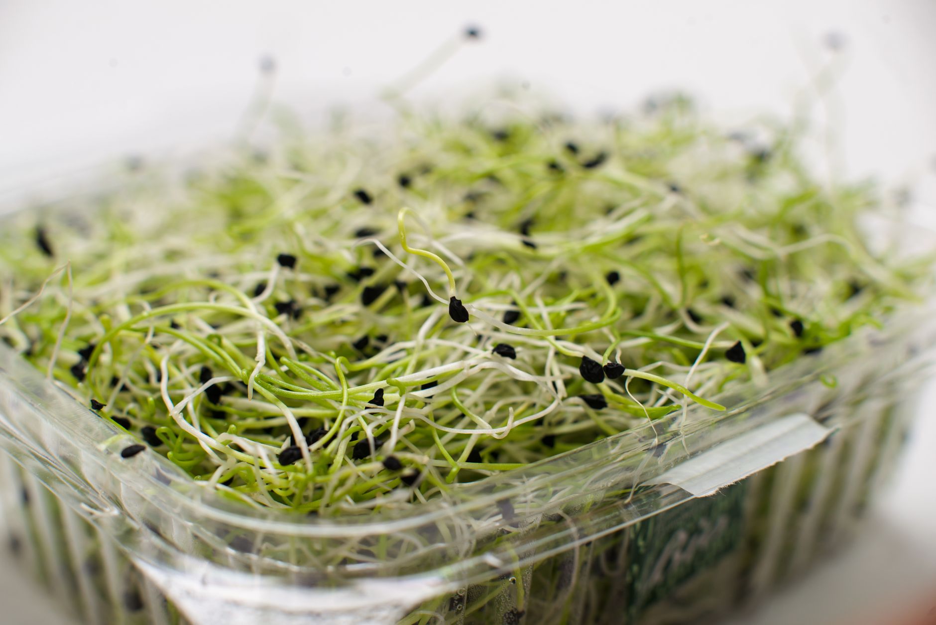 55 Sickened in Salmonella, E. coli Outbreak Linked to Alfalfa Sprouts