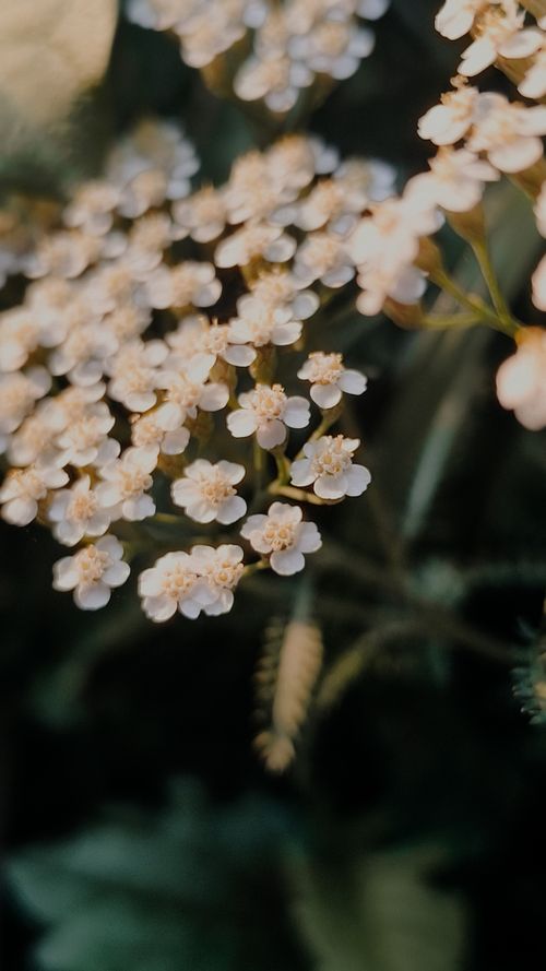 Free Close-up of white yarrow flowers with blurred leaves in a natural setting. Stock Photo