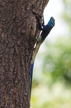 lizard photo