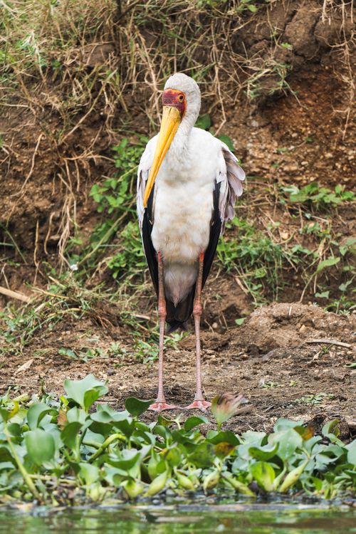 Free Yellow-billed stork standing on a riverbank surrounded by greenery Stock Photo