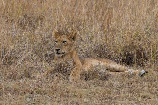 A young lion calmly rests amidst tall dry grass in the African savanna.