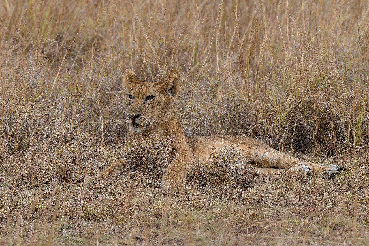 a young lion calmly rests amidst tall dry grass in the african savanna