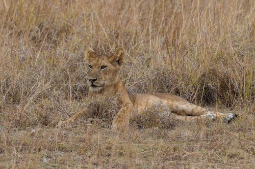Free A young lion calmly rests amidst tall dry grass in the African savanna. Stock Photo