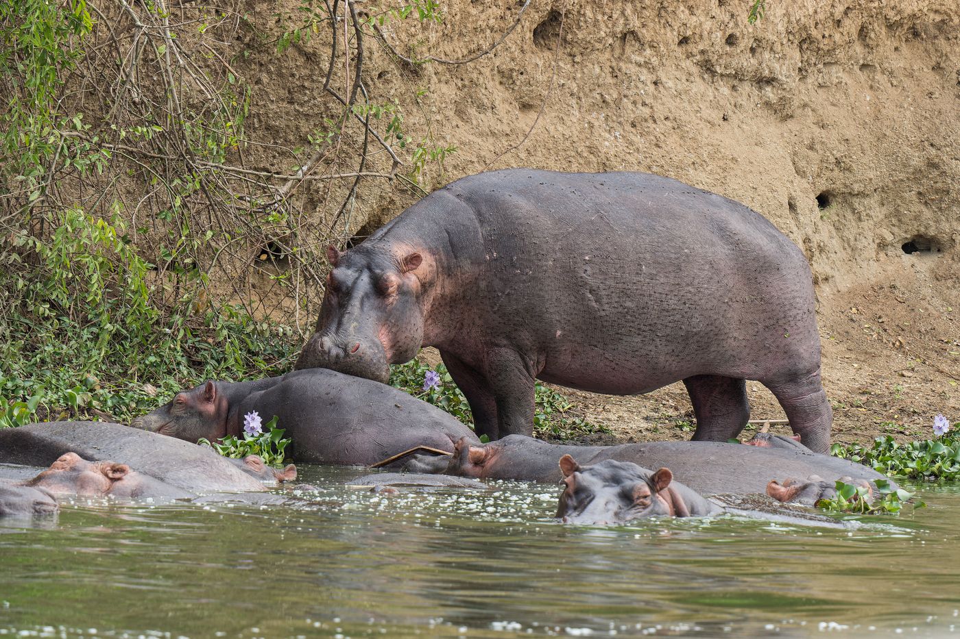 A herd of hippos resting in a river surrounded by lush greenery and sandy banks