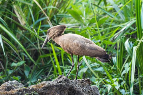 Free A graceful hammerkop bird perches on a rock amidst lush, vibrant green foliage. Stock Photo