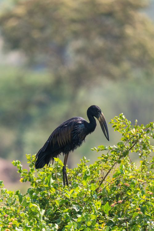 Free An African Openbill Stork (Anastomus lamelligerus) gracefully standing on vibrant vegetation in a natural setting. Stock Photo