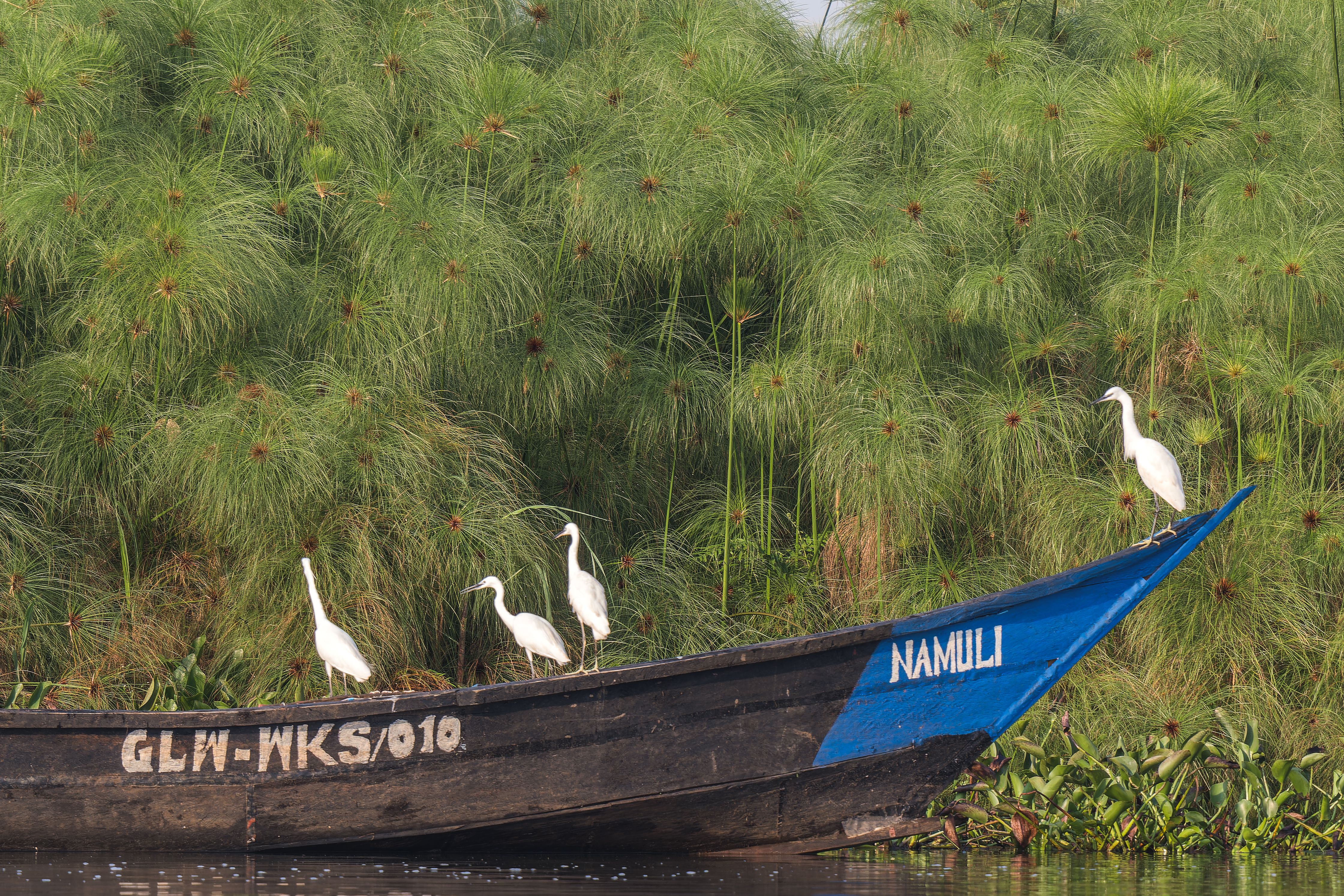 Jazirat Al Awamiyyah (Crocodile Island) Birdwatching