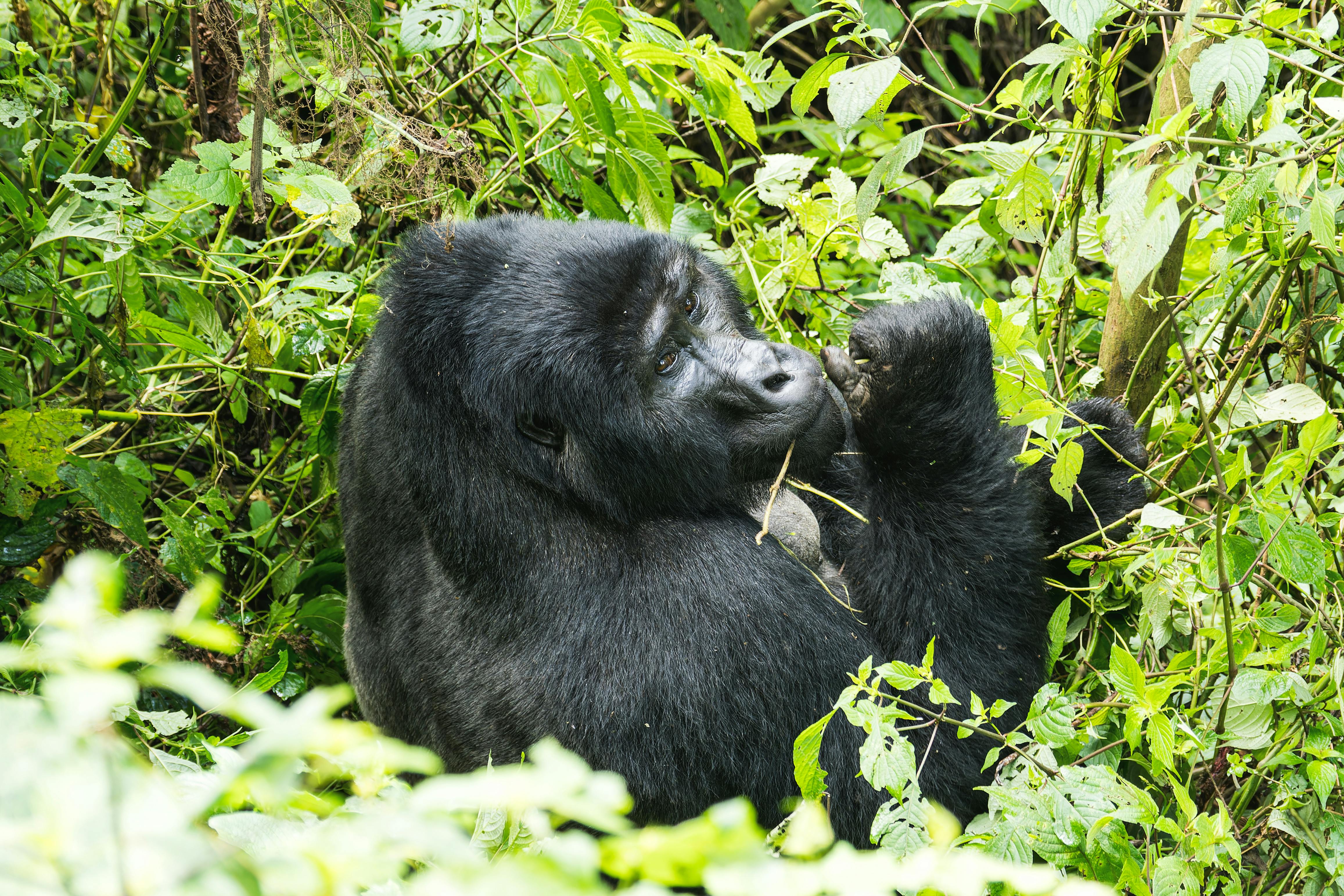 Portrait d'un gorille des montagnes dans son habitat naturel en Ouganda lors d'un trek en forêt. Safari Ouganda prix