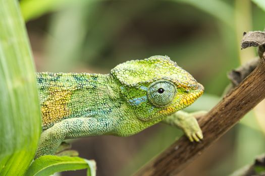 chameleon photo