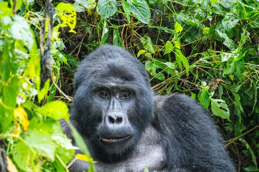 Kibale chimp tracking morning — Uganda — Bwindi Gorillas