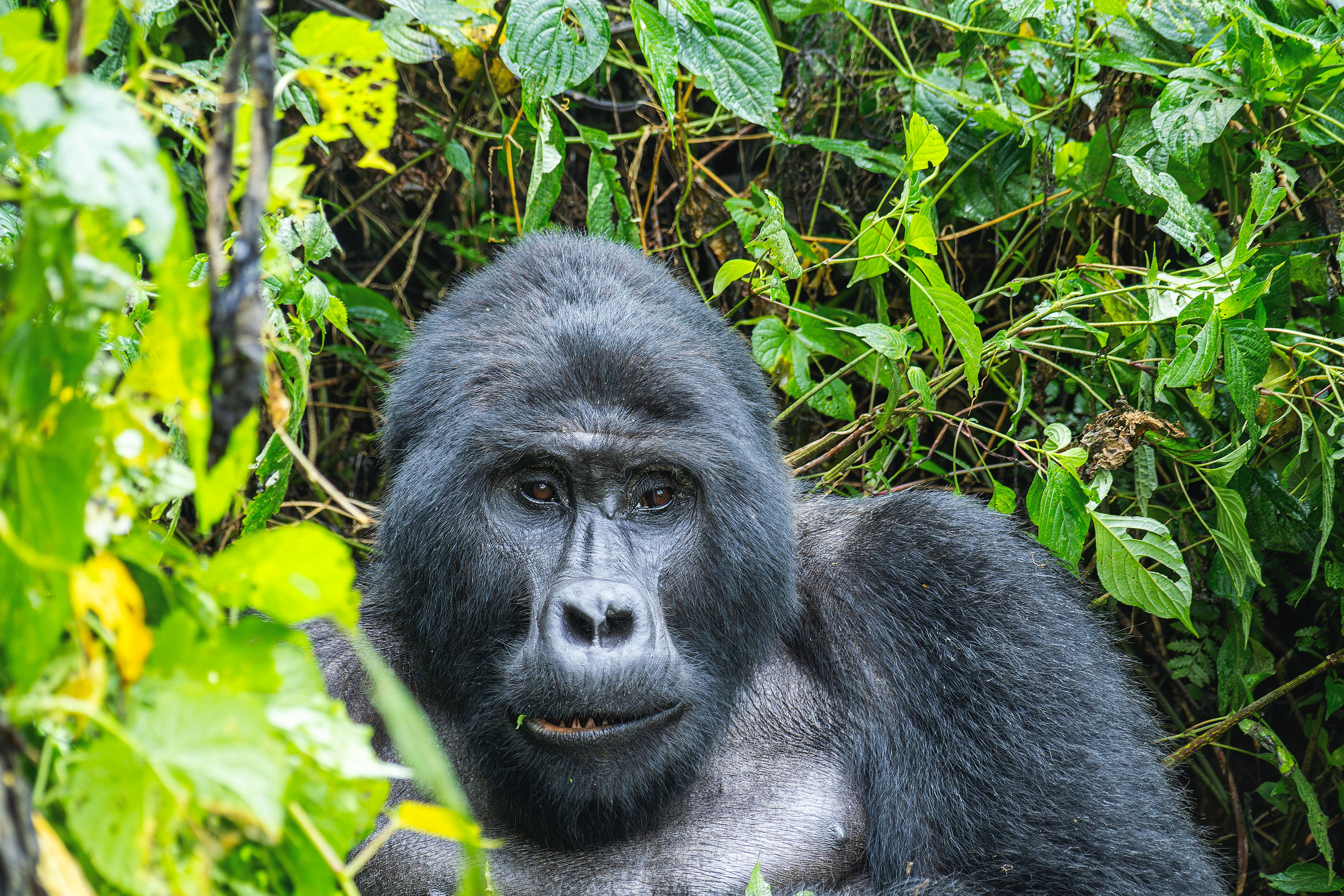 Mountain Gorilla closeup profile