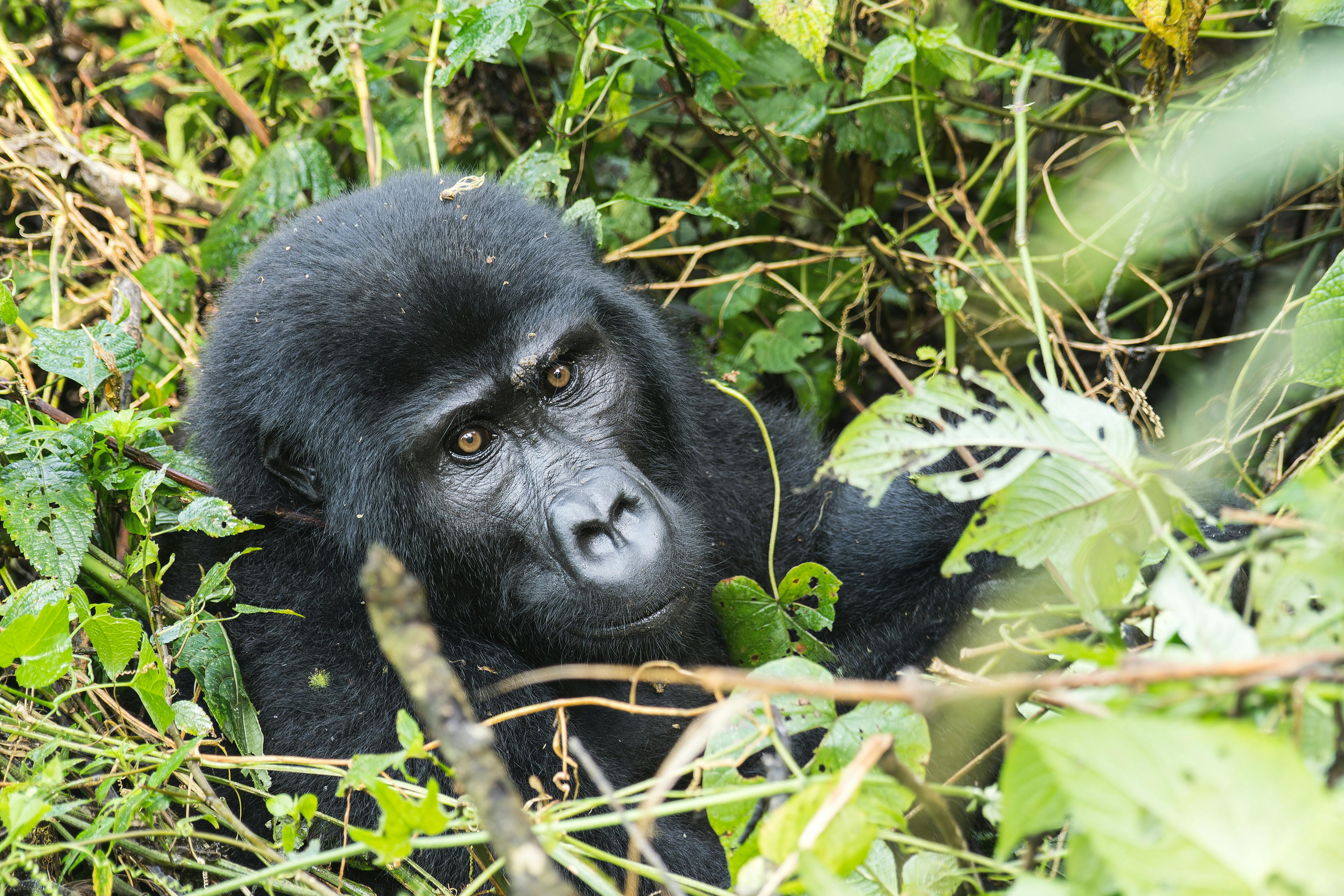 Mgahinga Gorilla National Park, Uganda - travel photo