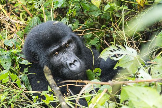 Nyungwe forest chimp tracking — Rwanda