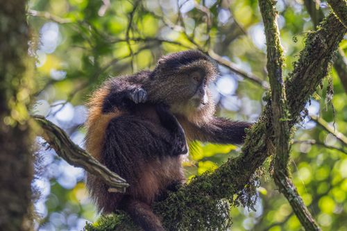 Free Golden monkey resting on a mossy branch in a lush green forest, showcasing natural beauty. Stock Photo