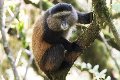 Free Golden monkey perched on a tree branch in its natural jungle environment, showcasing vibrant colors and unique features. Stock Photo
