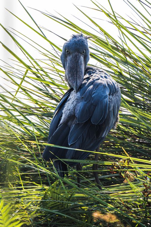 Majestic Shoebill Stork In Natural Habitat Free Stock Photo majestic-shoebill-stork-in-natural-habitat-free-stock-photo