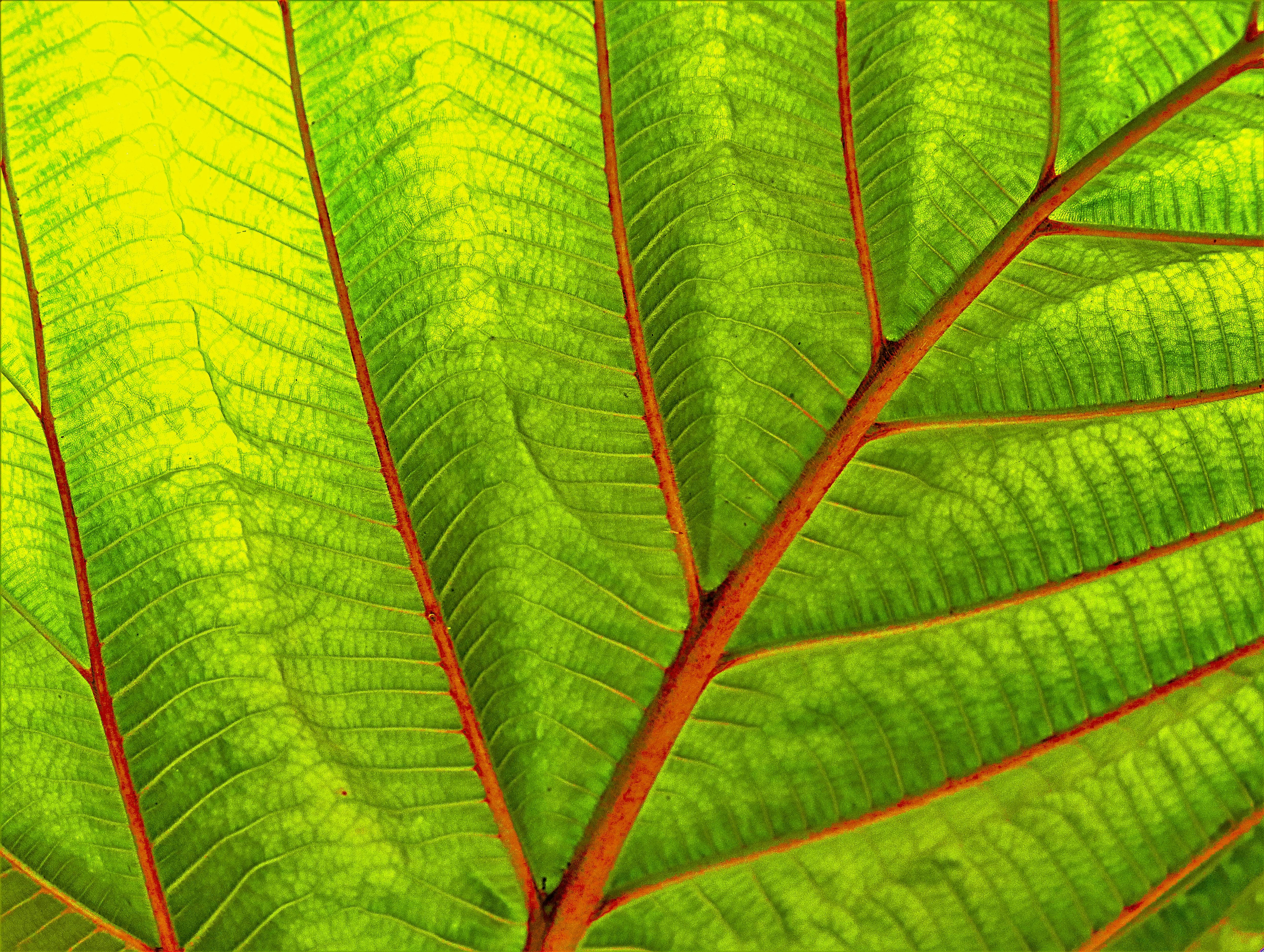 Electronic verification systems