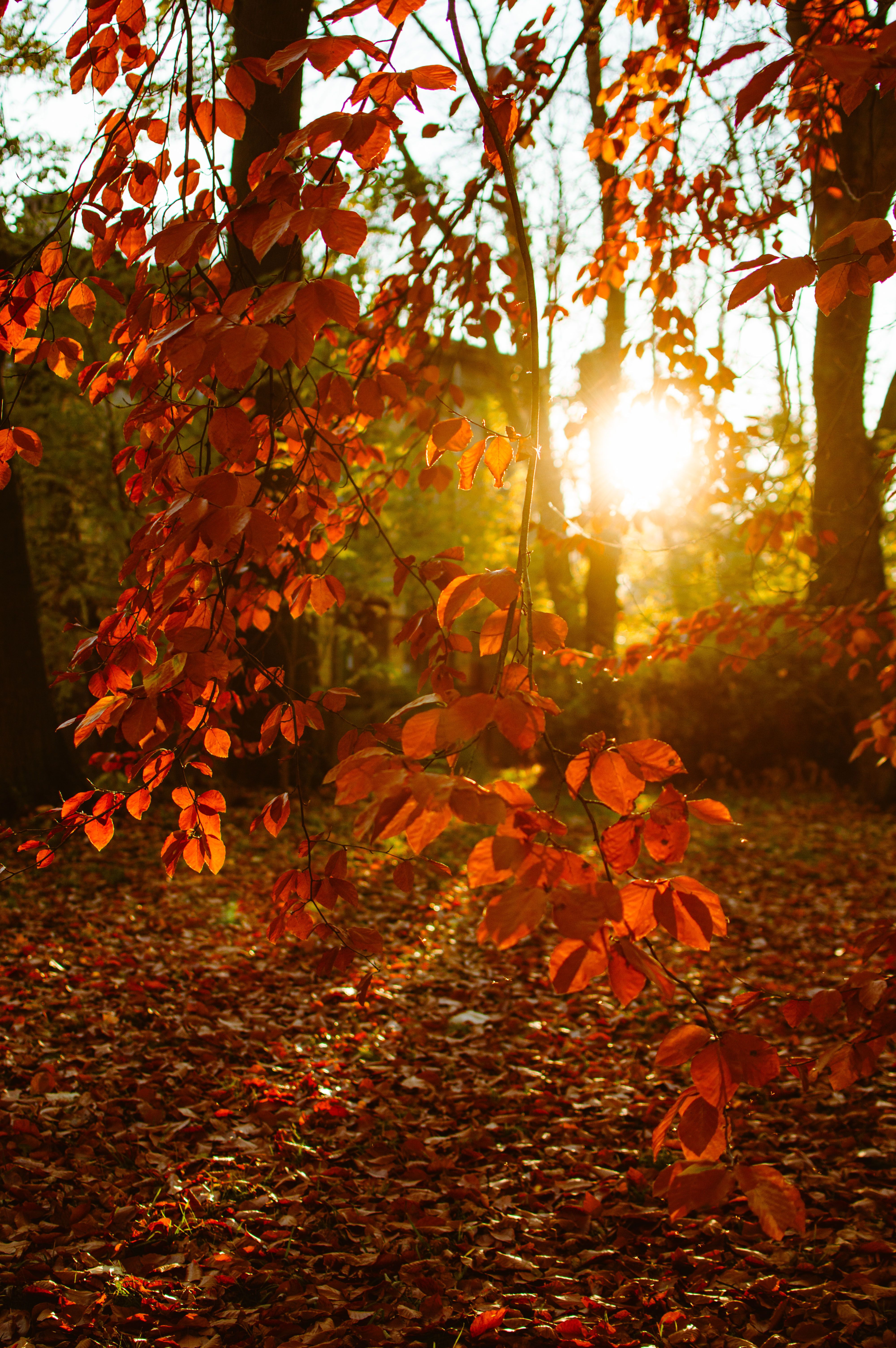 Autumn Sunset Photos, Download The BEST Free Autumn Sunset Stock