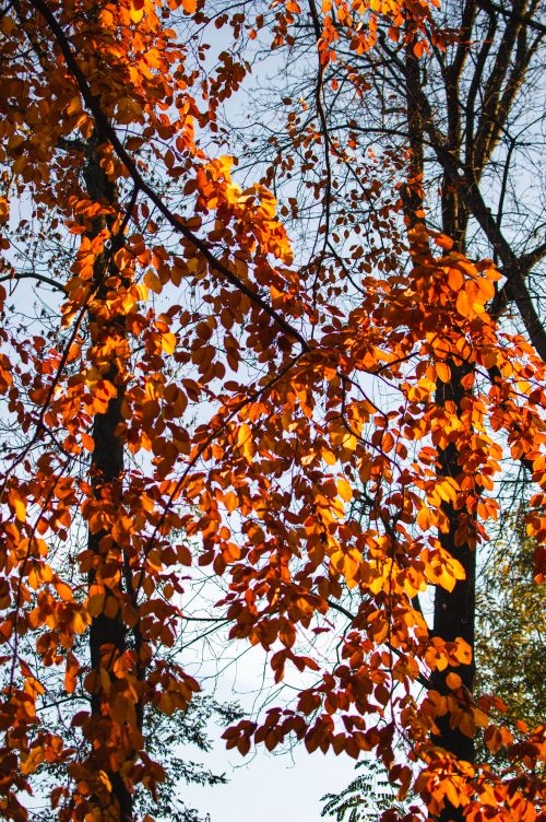 Free Golden fall leaves creating a vibrant autumn scene with a clear blue sky backdrop. Stock Photo
