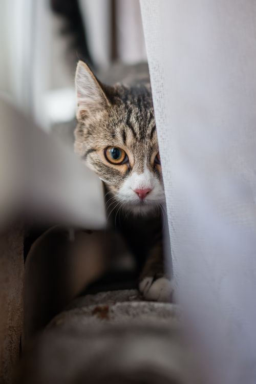 Free Cute tabby cat peeking from behind curtains indoors, displaying curiosity and playfulness. Stock Photo