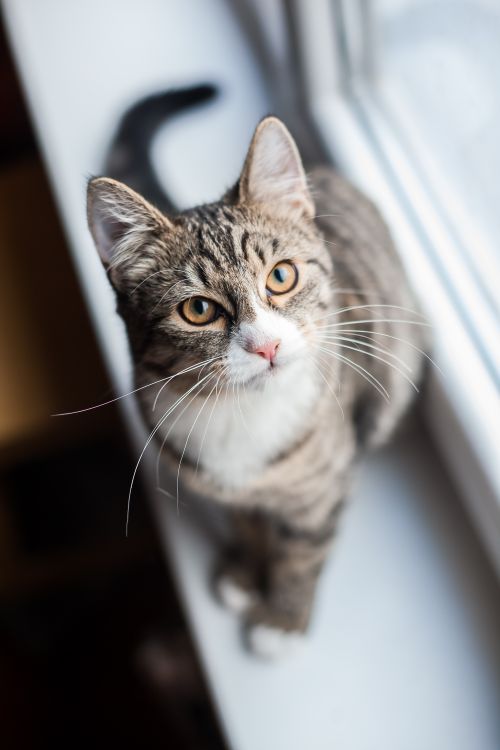 Free Adorable tabby cat with striking eyes perched on a window sill, gazing upward. Stock Photo